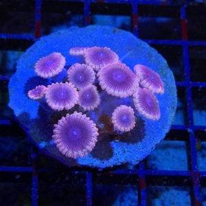 Zoathids