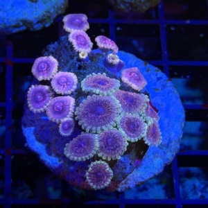 Zoathids
