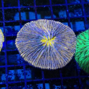 Plate Coral