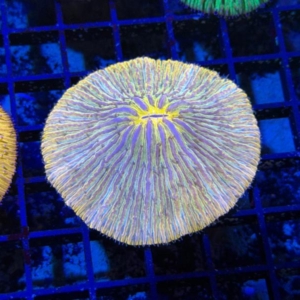 Plate Coral