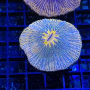 Plate Coral