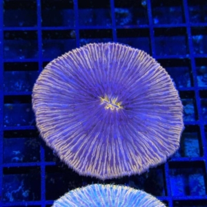 Plate Coral