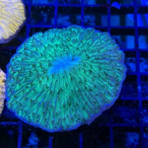 Plate Coral