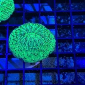 Plate Coral