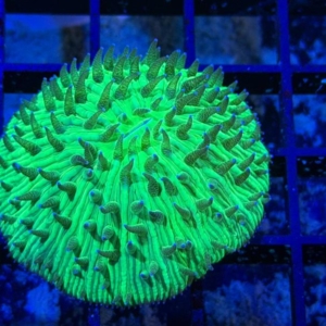 Plate Coral