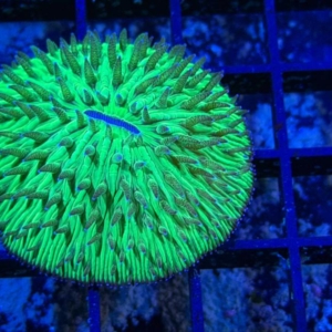 Plate Coral