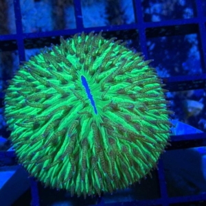 Plate Coral