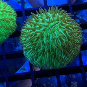 Plate Coral