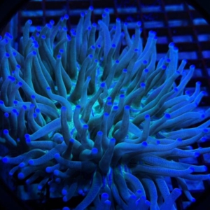 Long Tentacle Plate