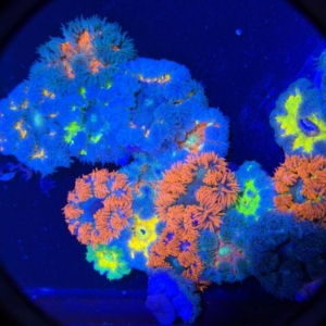 Rock Anemones (price depending on color)