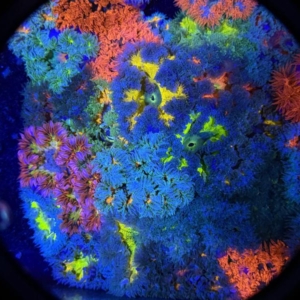 Rock Anemones (price depending on color)