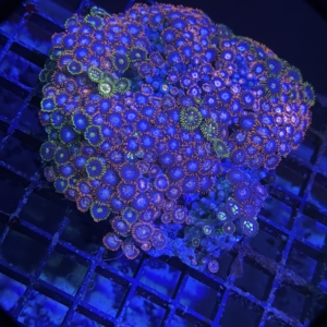 Zoanthid Rock