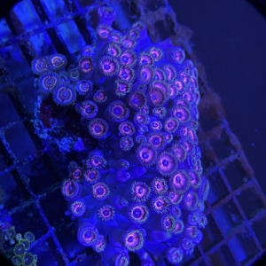 Zoanthid Rock