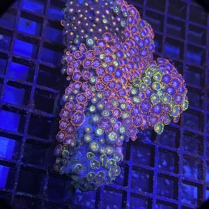 Zoanthid Rock