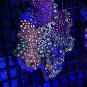 Zoanthid Rock