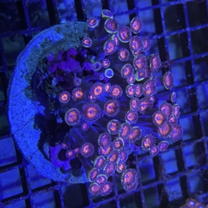 Zoanthid Rock