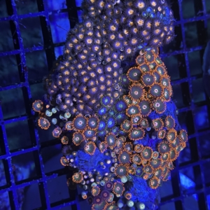 Zoanthid Rock