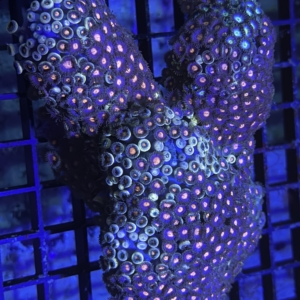Zoanthid Rock