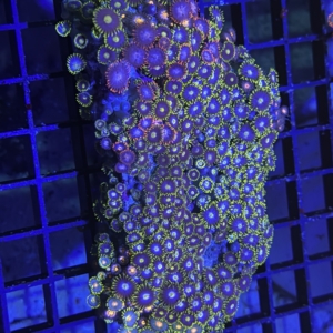 Zoanthid Rock