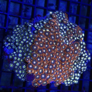 Zoanthid Rock