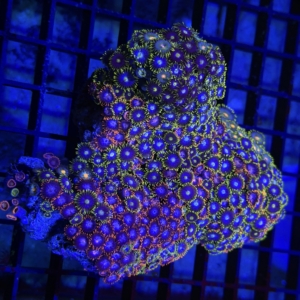 Zoanthid Rock