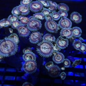 Palythoa