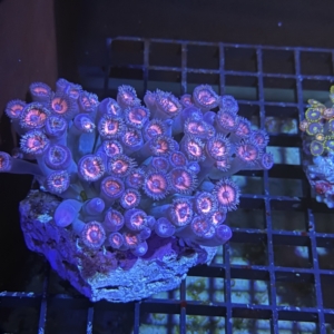 Zoanthid Rock