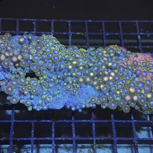 Zoanthid Rock