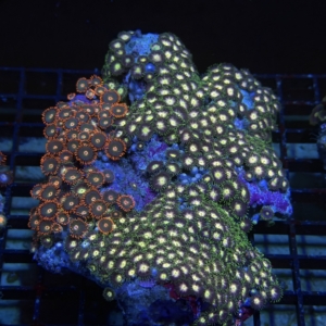 Zoanthid Rock