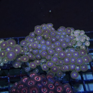 Zoanthid Rock