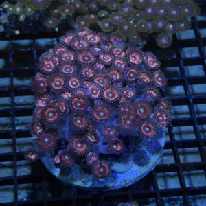 Zoanthid Rock