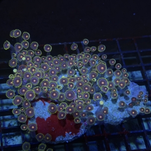 Zoanthid Rock