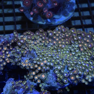 Zoanthid Rock