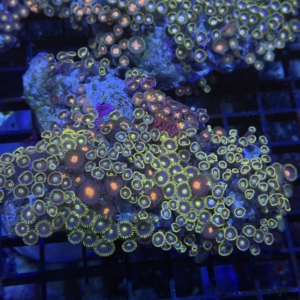 Zoanthid Rock