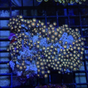 Zoanthid Rock