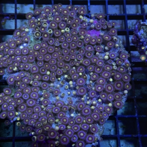 Zoanthid Rock