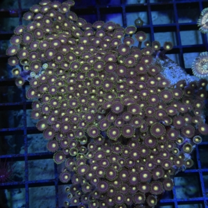 Zoanthid Rock