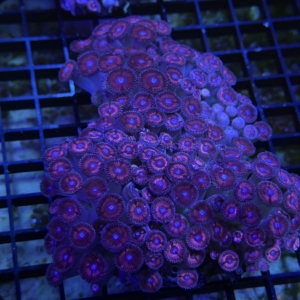 Zoanthid Rock