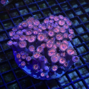 Zoanthid Rock