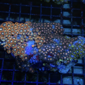 Zoanthid Rock
