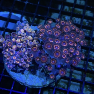 Zoanthid Rock