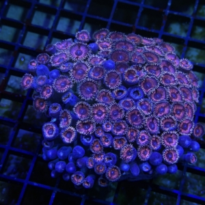 Zoanthid Rock