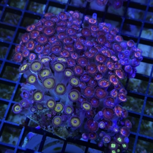 Zoanthid Rock