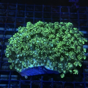 Green Goniopora