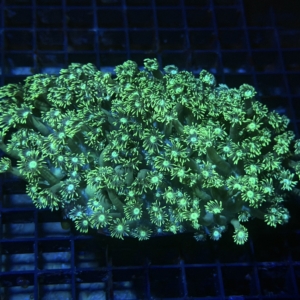 Green Goniopora