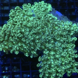 Green Goniopora
