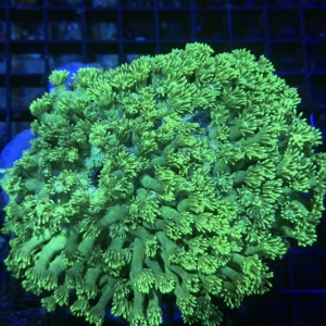 Green Goniopora