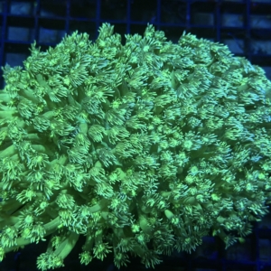 Green Goniopora