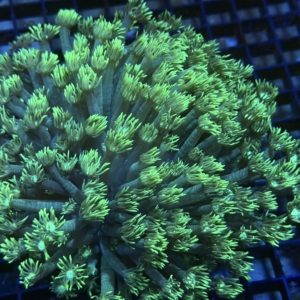 Green Goniopora