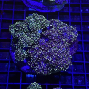 Sympodium